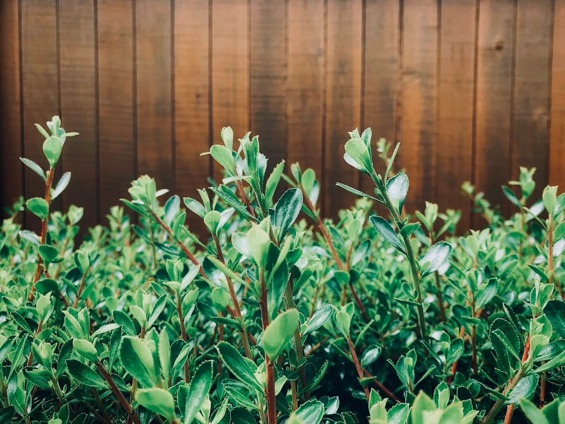Fencing services